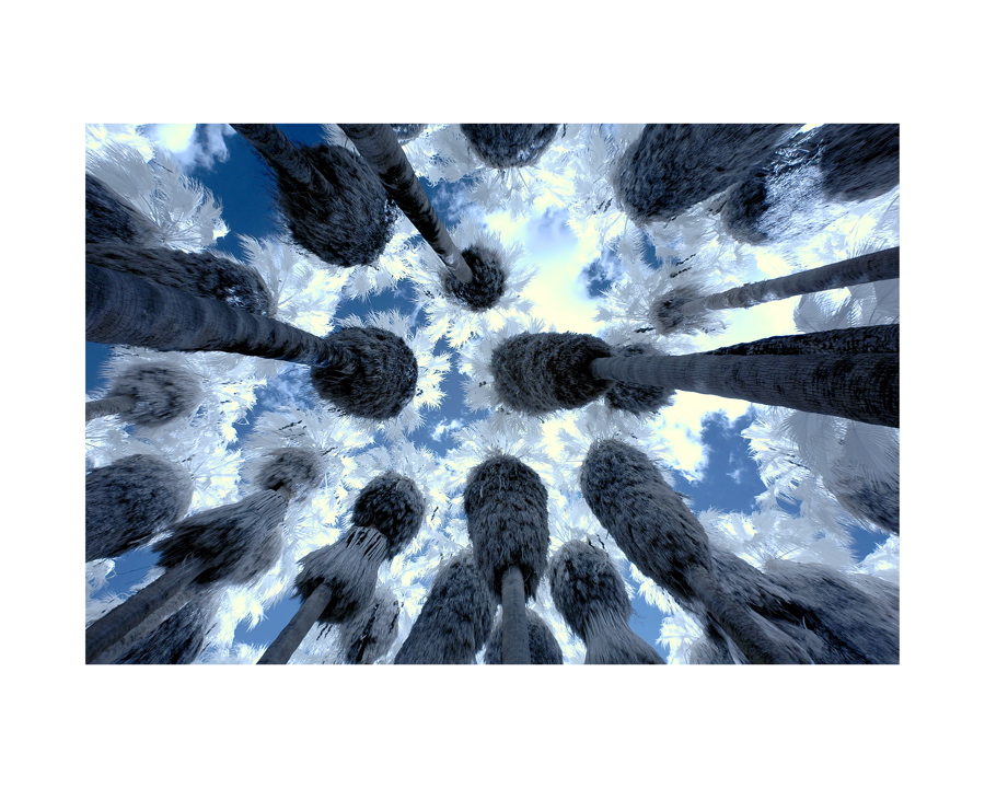 28palms