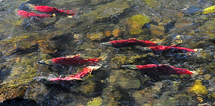 russian river reds