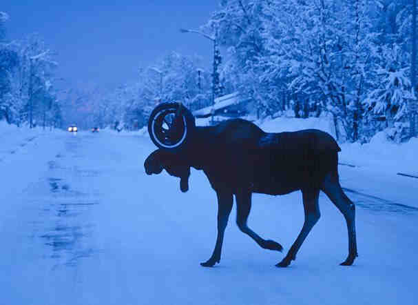 moose image