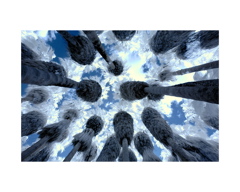 28palms